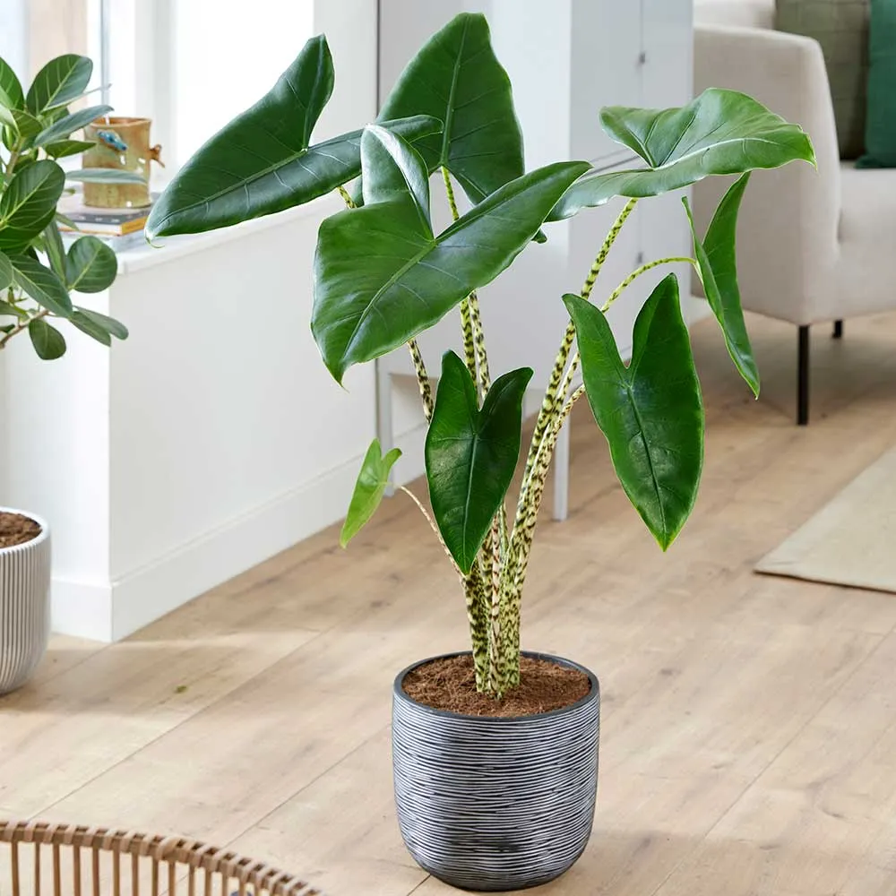 Small Office - Houseplant Bundle