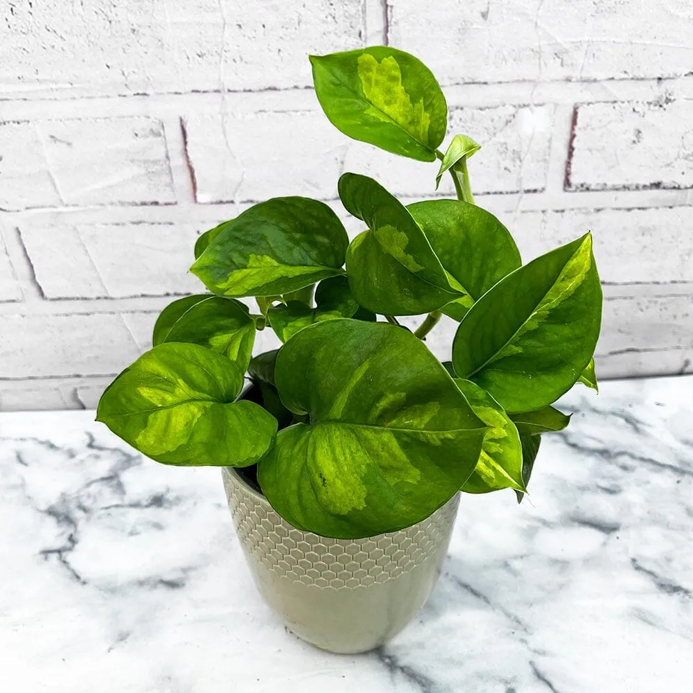 Small Office - Houseplant Bundle