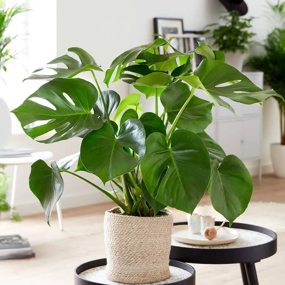 Small Office - Houseplant Bundle