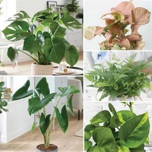 Small Office - Houseplant Bundle