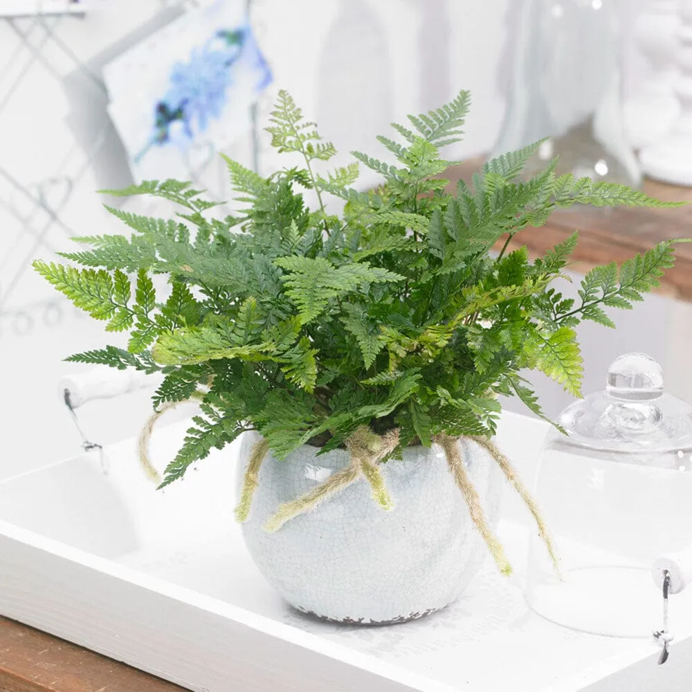 Small Office - Houseplant Bundle