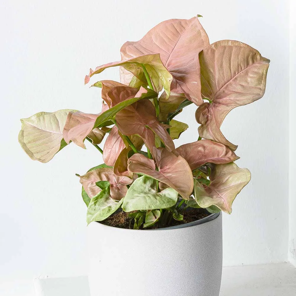 Small Office - Houseplant Bundle