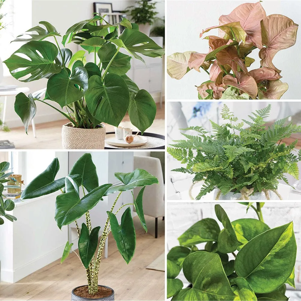 Small Office - Houseplant Bundle