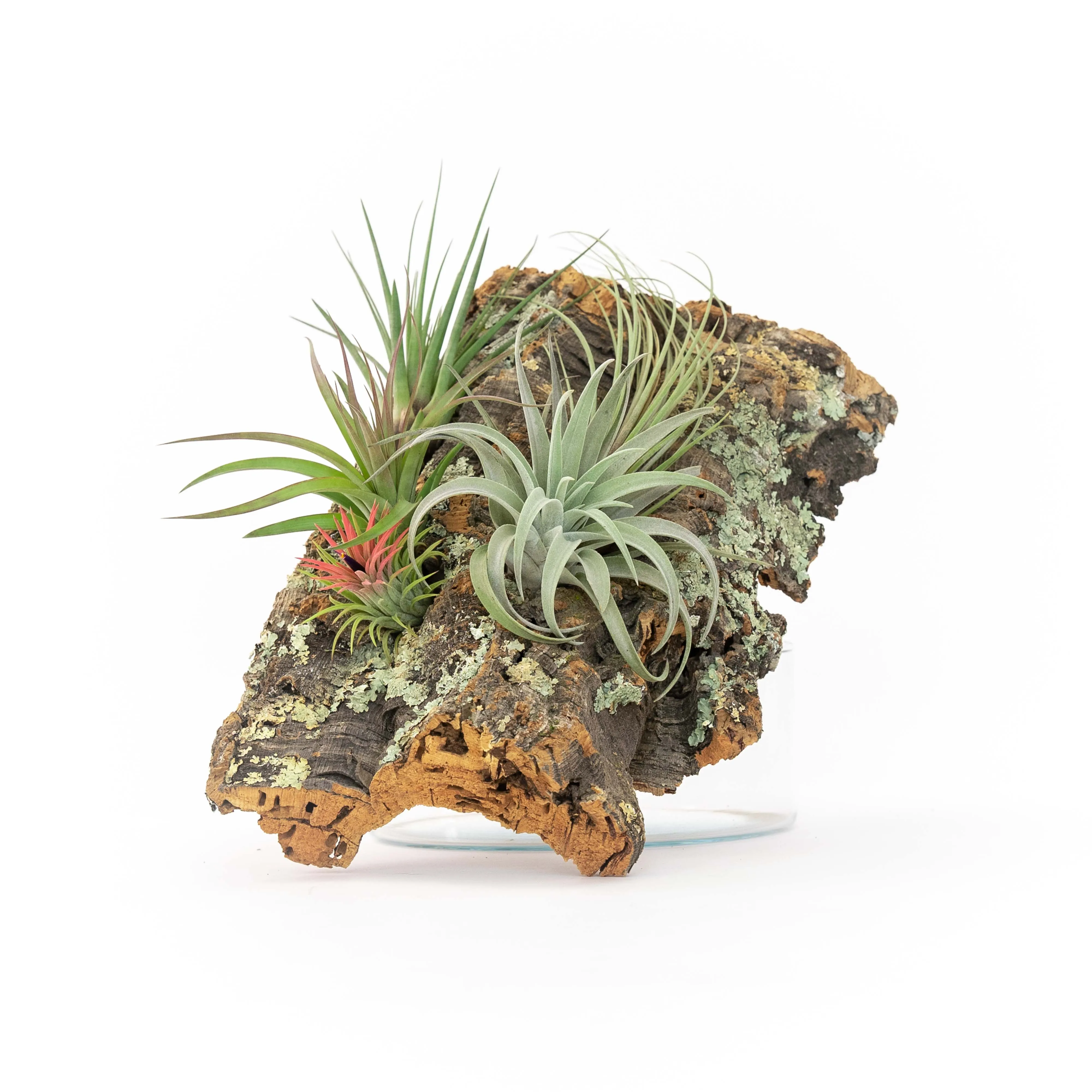 Wholesale -  Cork Bark Slabs By the Piece with Tillandsia Air Plants