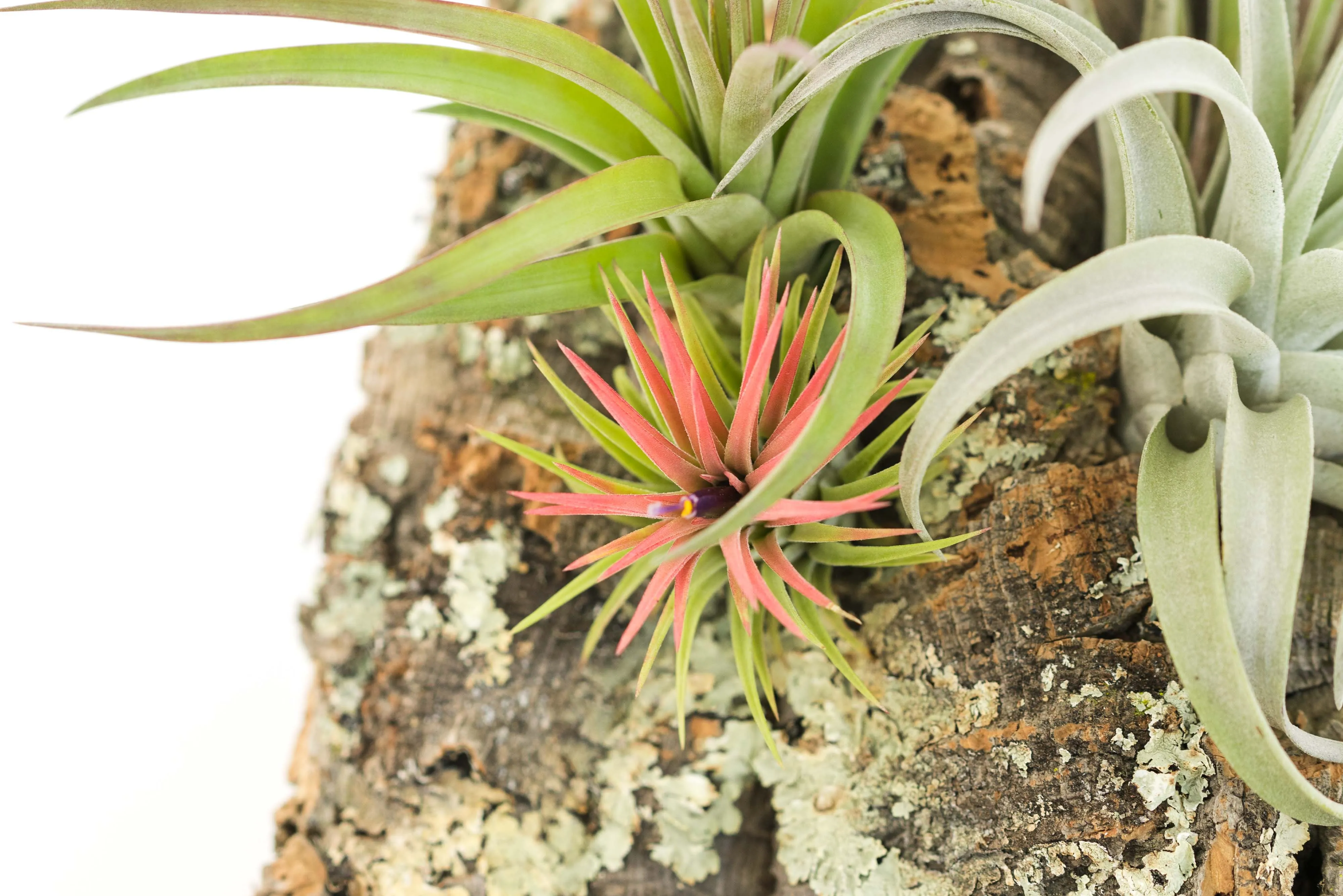 Wholesale -  Cork Bark Slabs By the Piece with Tillandsia Air Plants