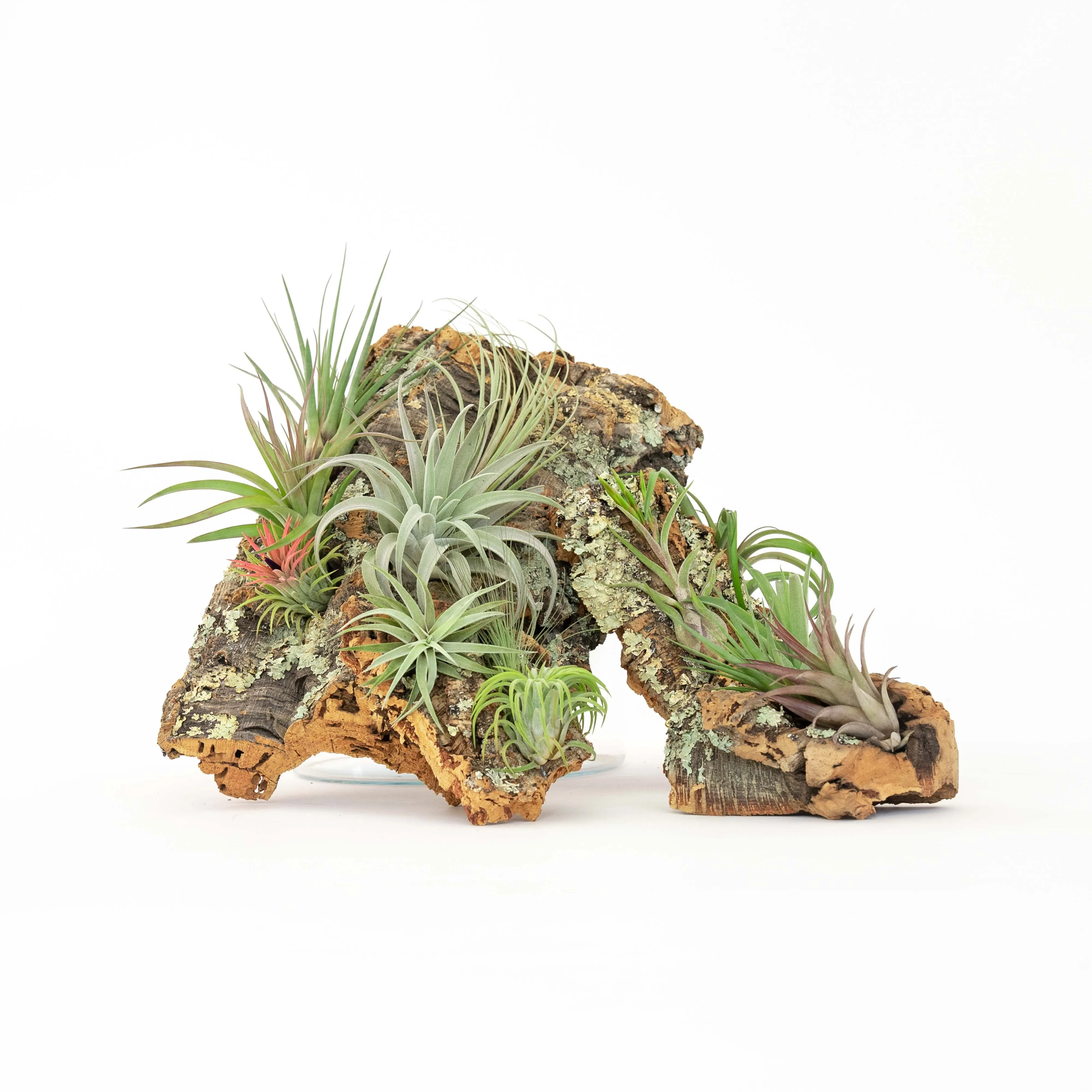 Wholesale -  Cork Bark Slabs By the Piece with Tillandsia Air Plants