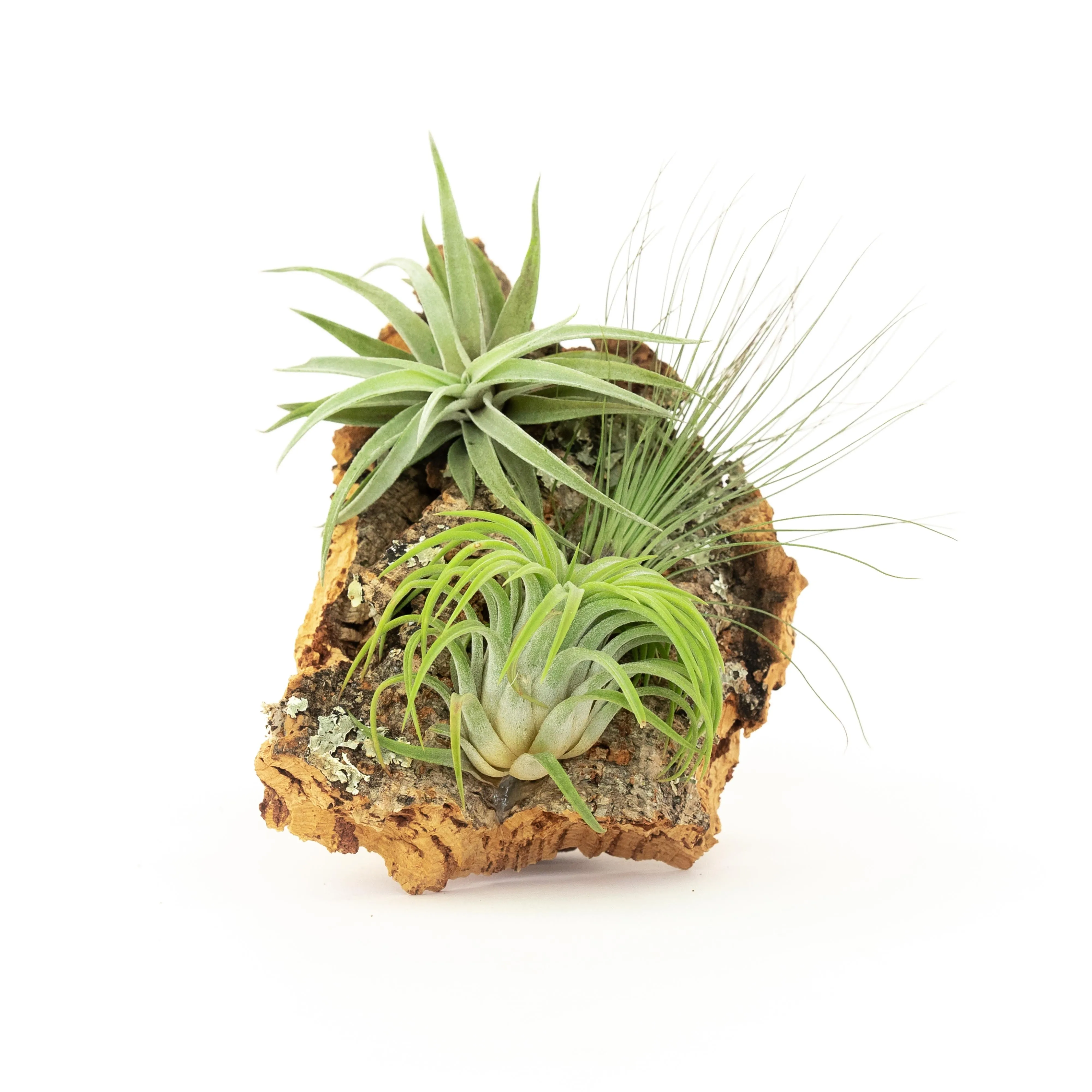 Wholesale -  Cork Bark Slabs By the Piece with Tillandsia Air Plants
