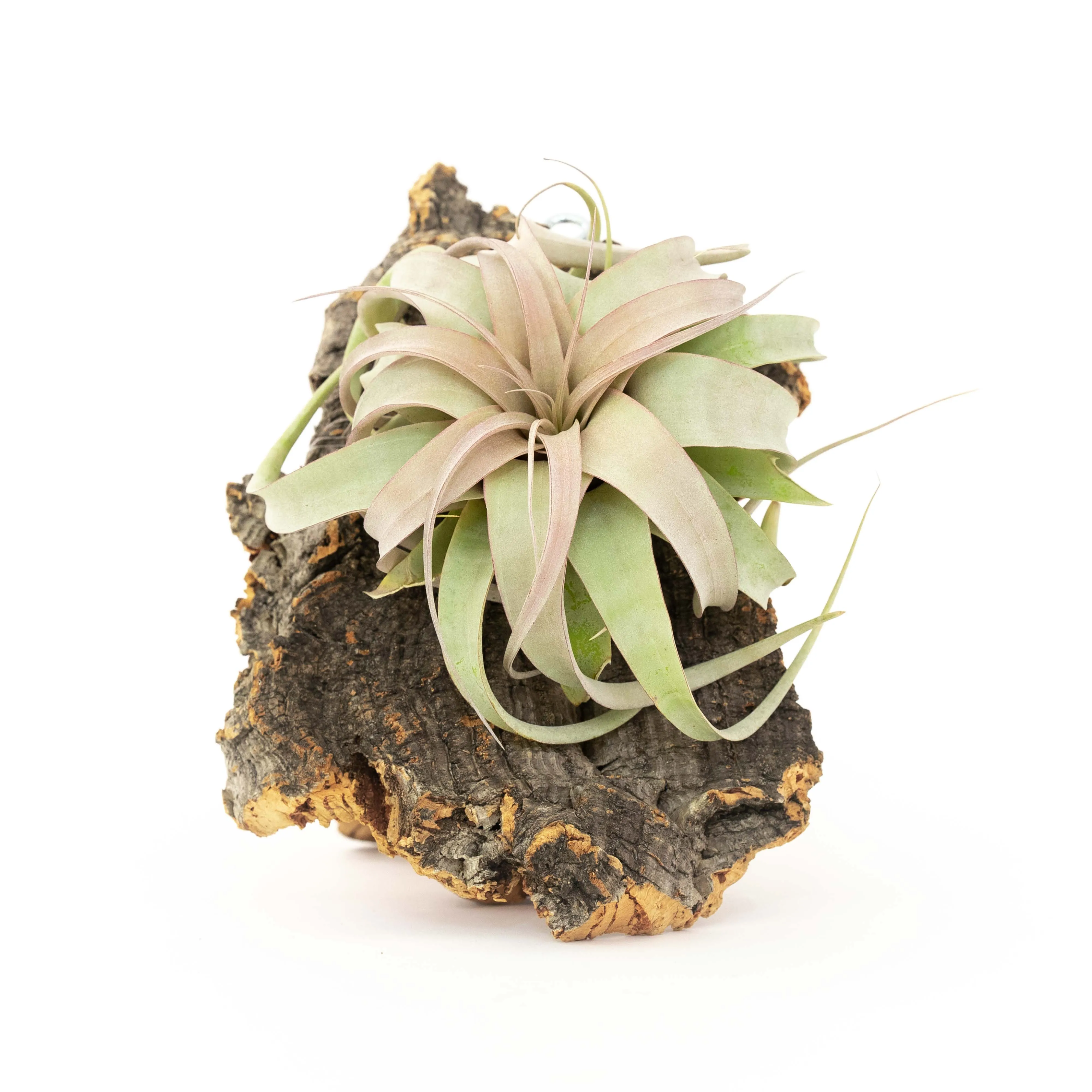 Wholesale -  Cork Bark Slabs By the Piece with Tillandsia Air Plants