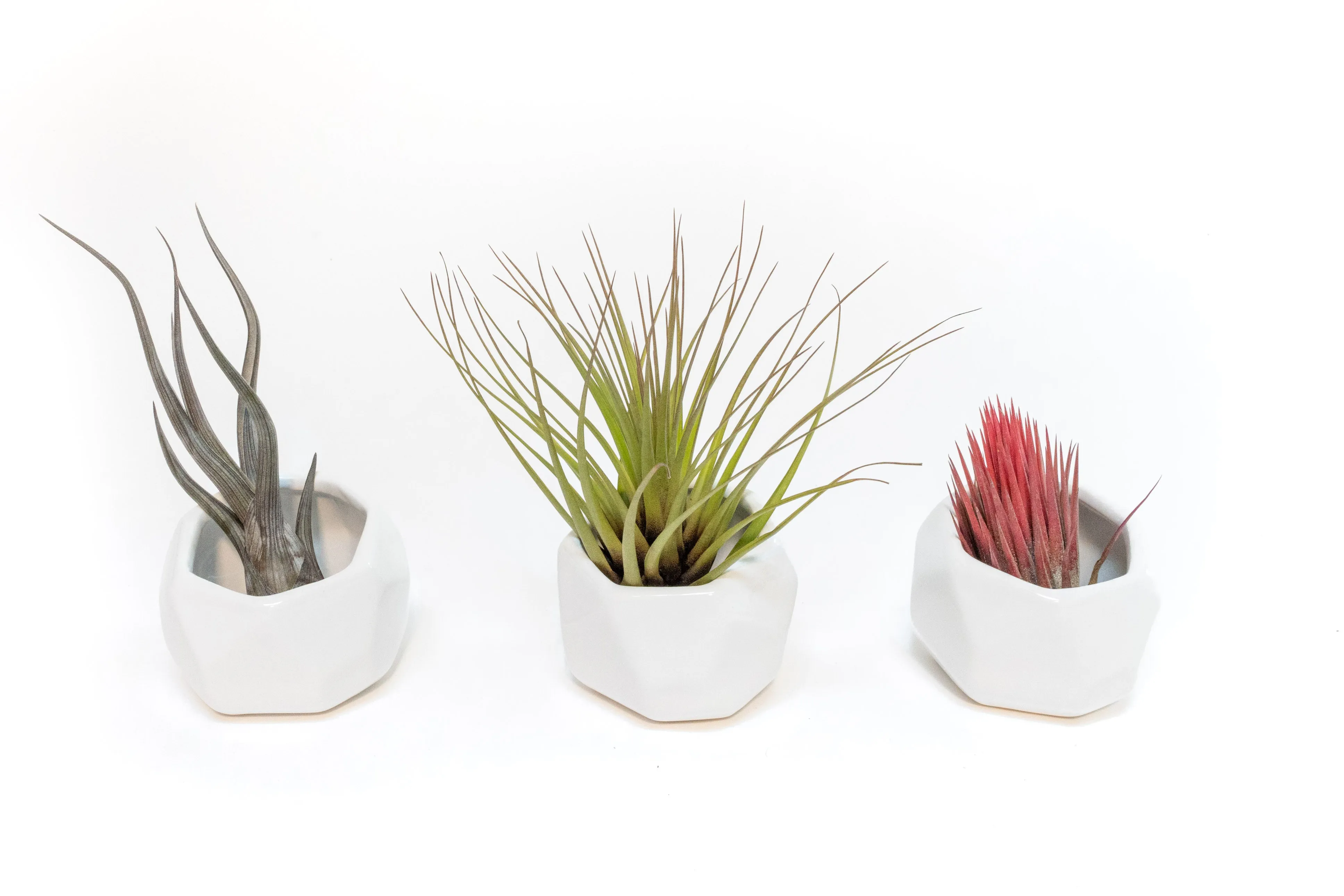 Wholesale - White Geometric Ceramic Container