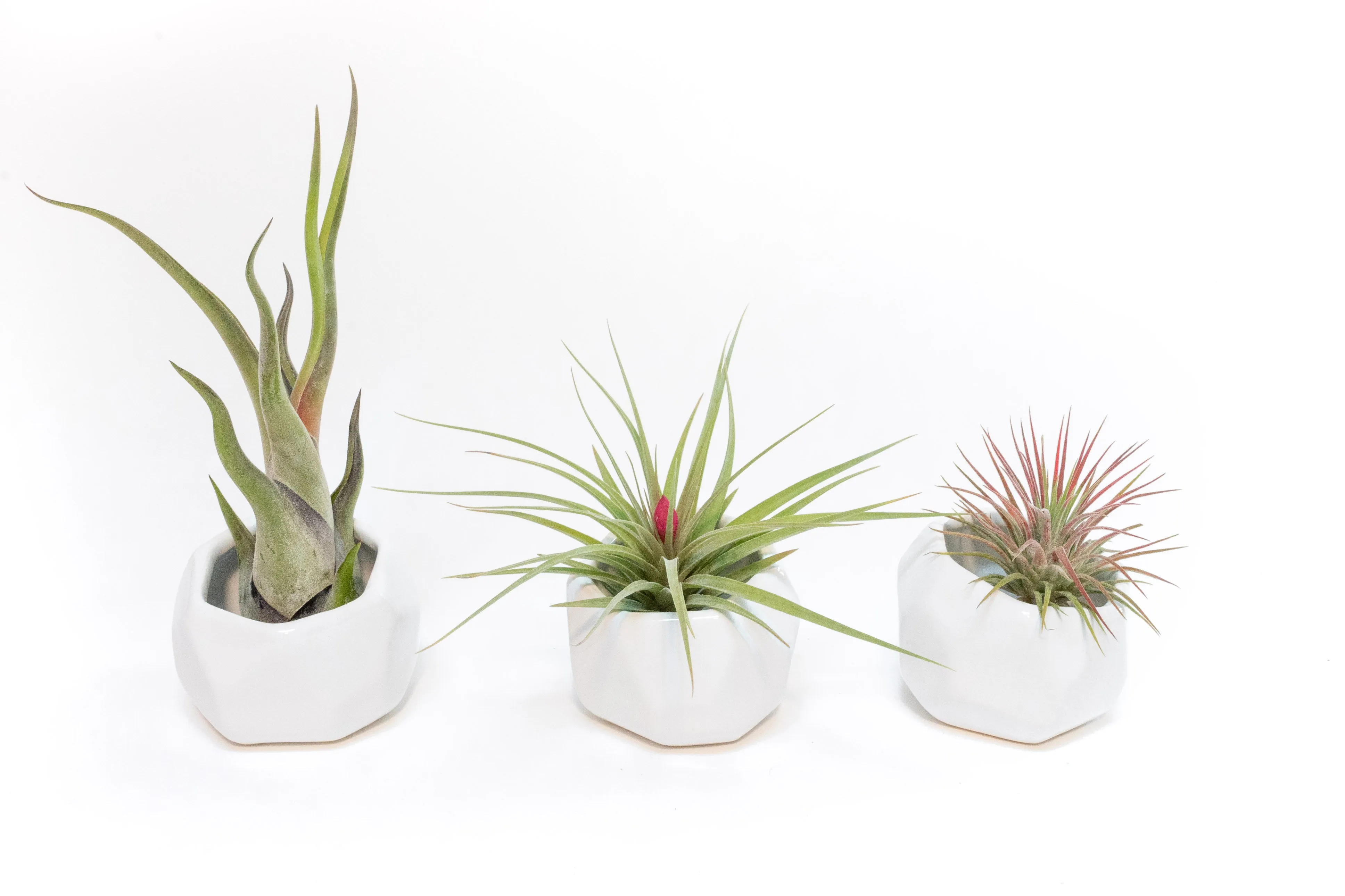 Wholesale - White Geometric Ceramic Container