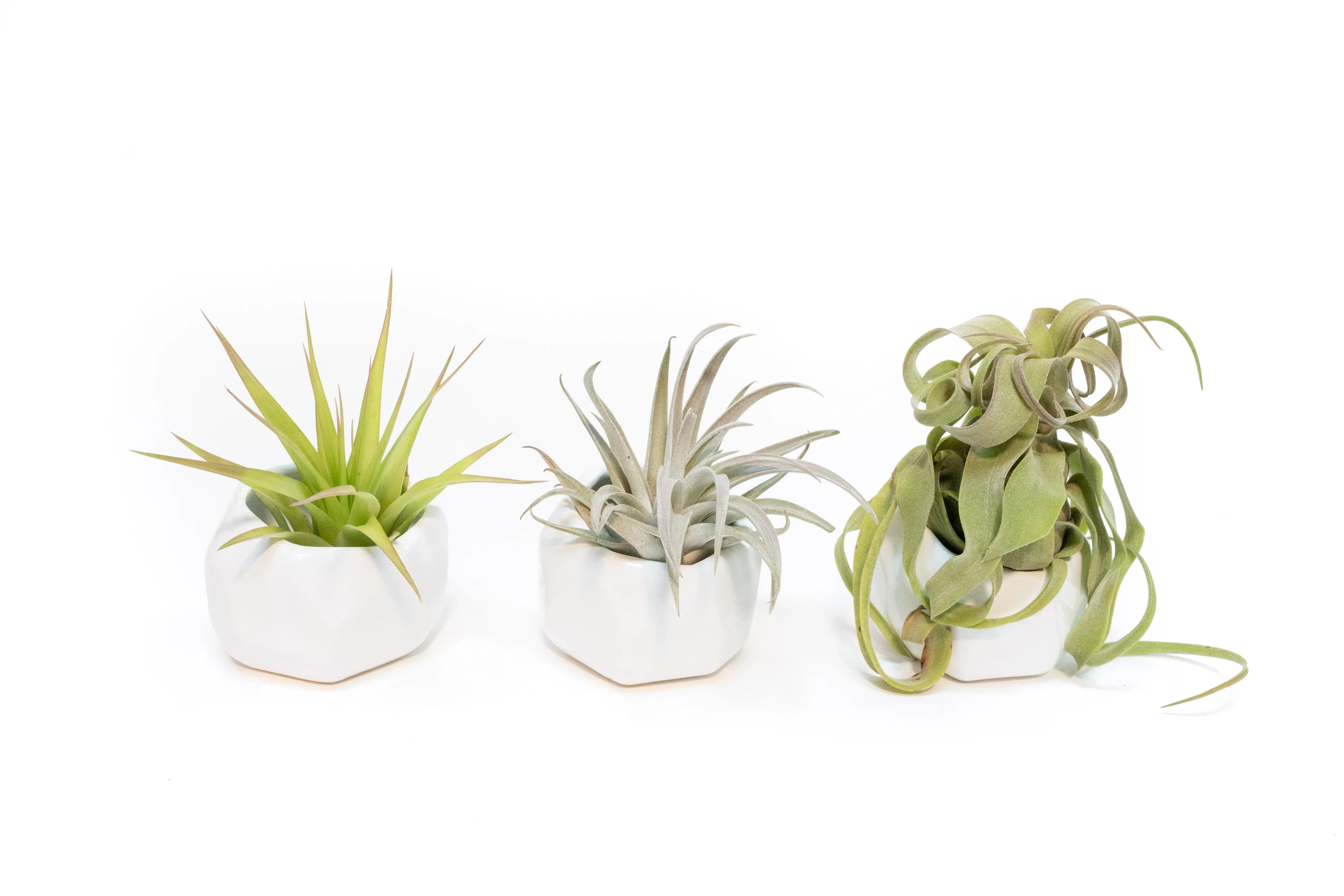 Wholesale - White Geometric Ceramic Container